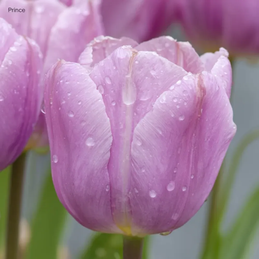 Tulipan Light Pink Prince (rožnati)