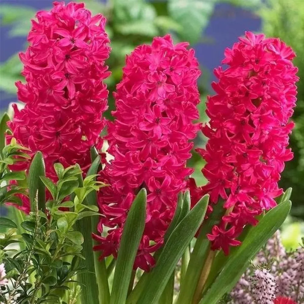 Hijacinta SCARLET PEARL (škrlatna)