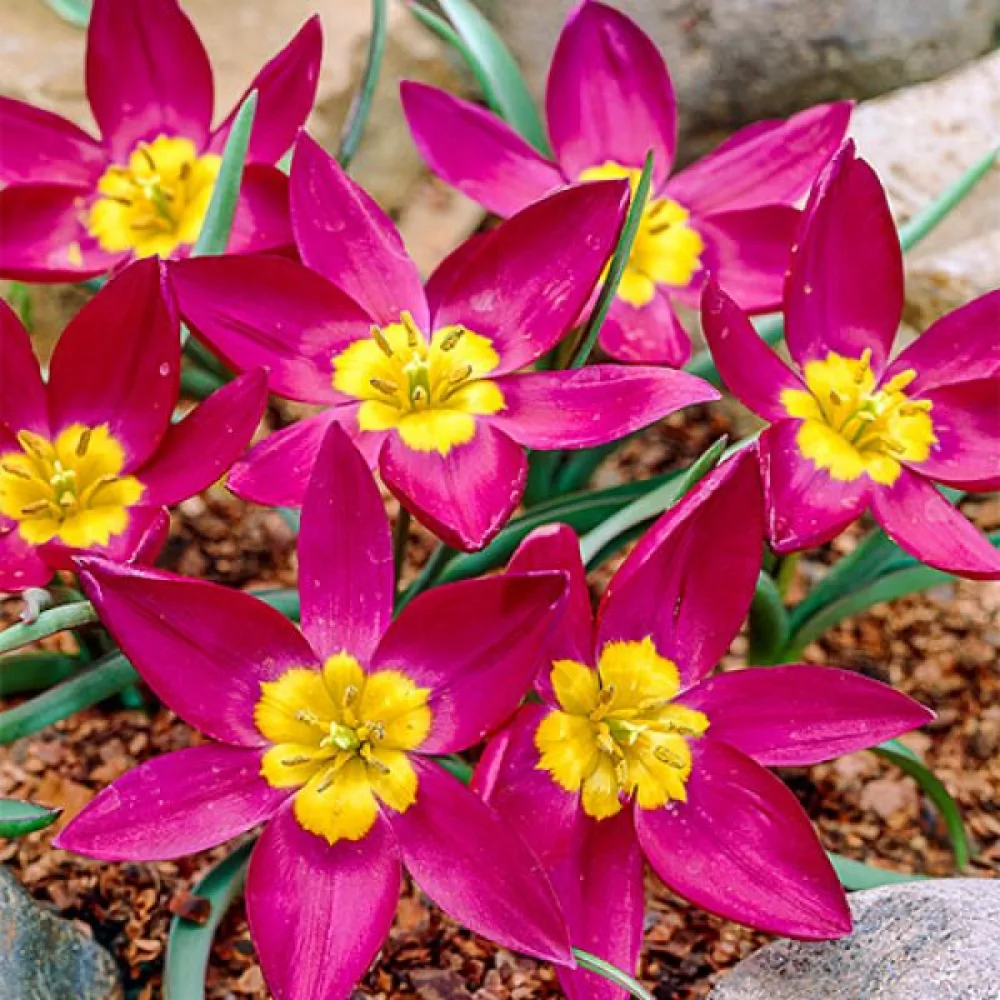 Tulipan Odalisque Pulchella (vijolični)