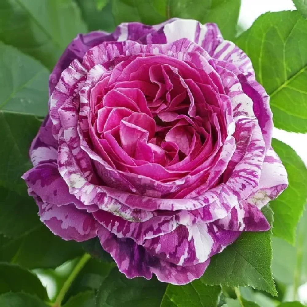 Vrtnica Fragrant Avalanche – z golimi koreninami
