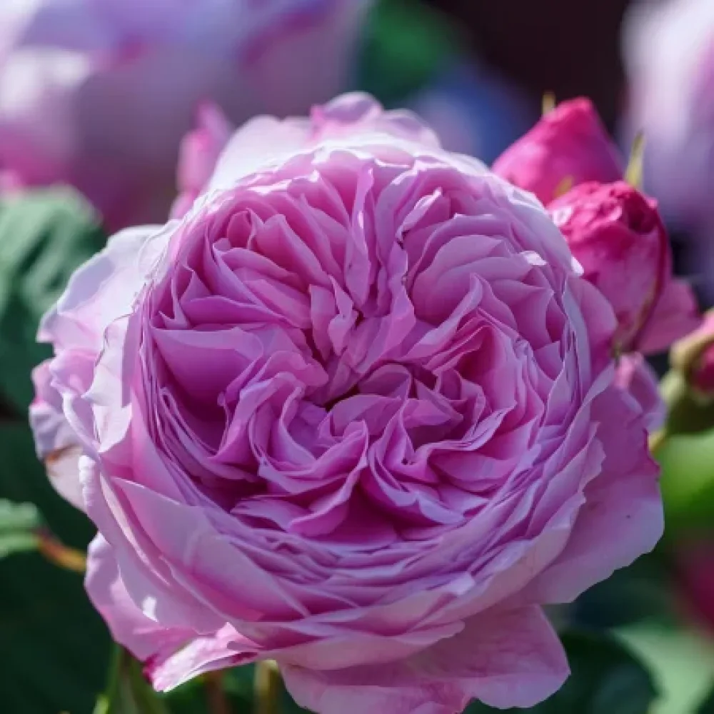 Vrtnica Pink Magic - z golimi koreninami