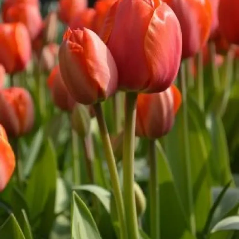 Tulipan Ad Rem (oranžni)