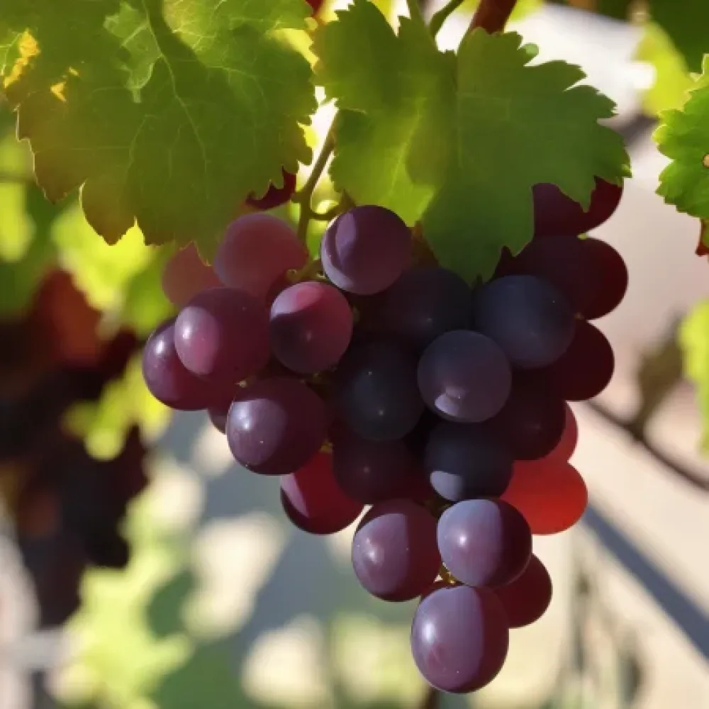 Vinska trta Črni biser - rdeča namizna sorta grozdja - zgodaj zoreča