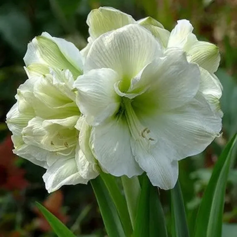 Amarilis Marilyn (rdeči)