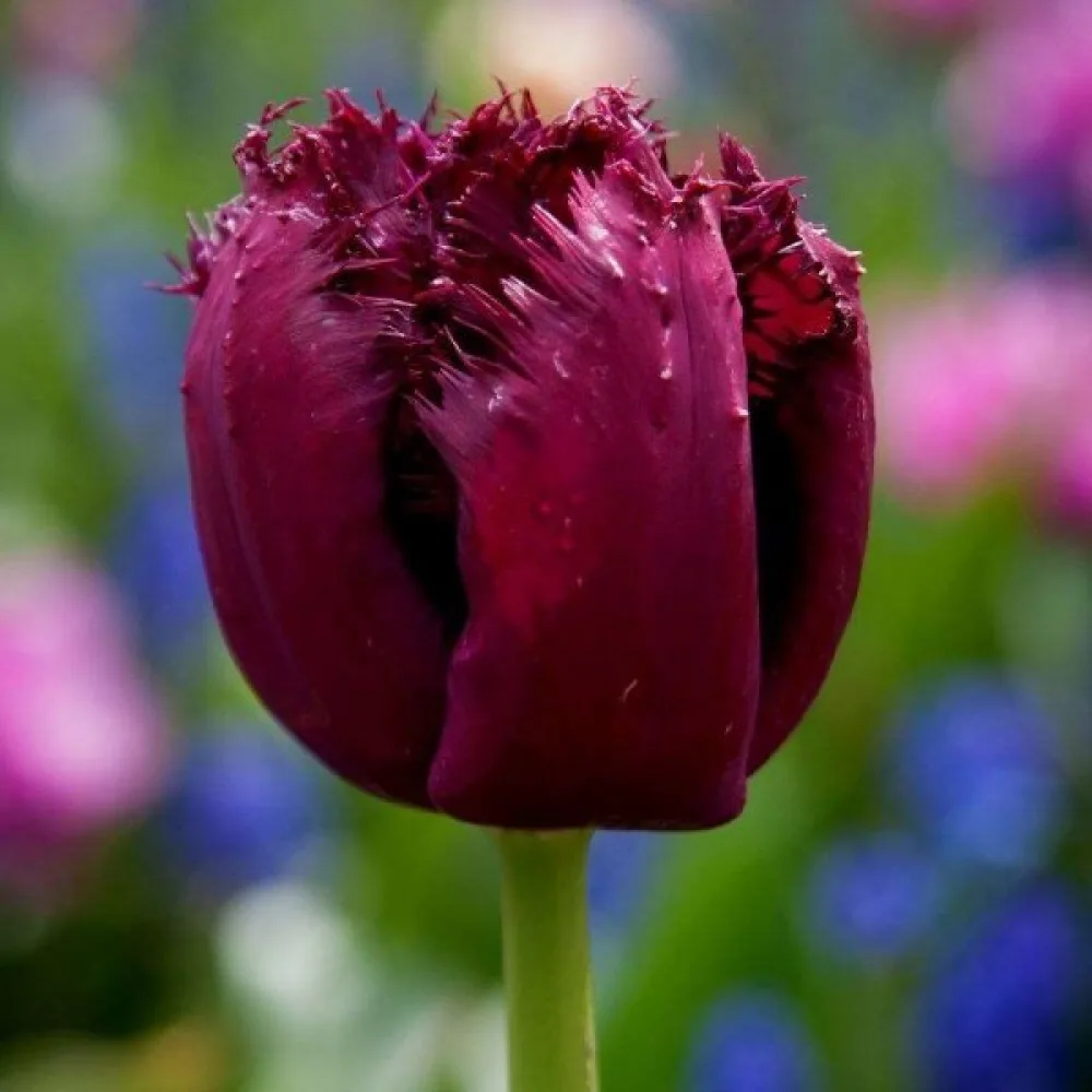 Tulipan Gorilla (vijolični)