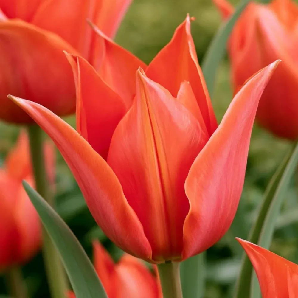 Tulipan Rigas Barikades (vijolični)