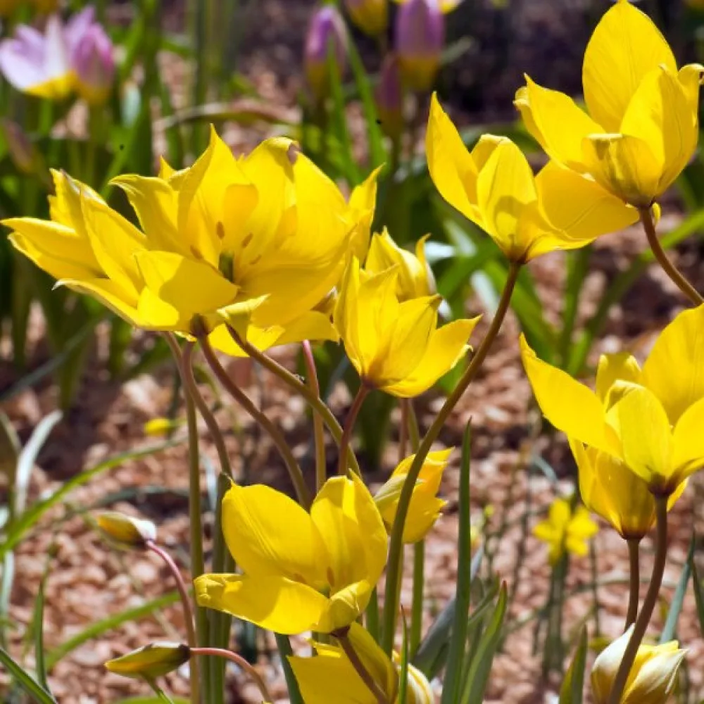 Tulipan Sylvestris (divji)