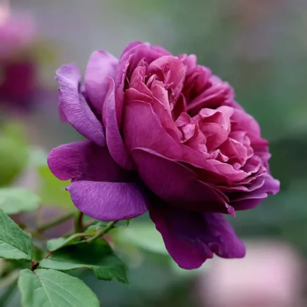Vrtnica Purple Harmony - z golimi koreninami