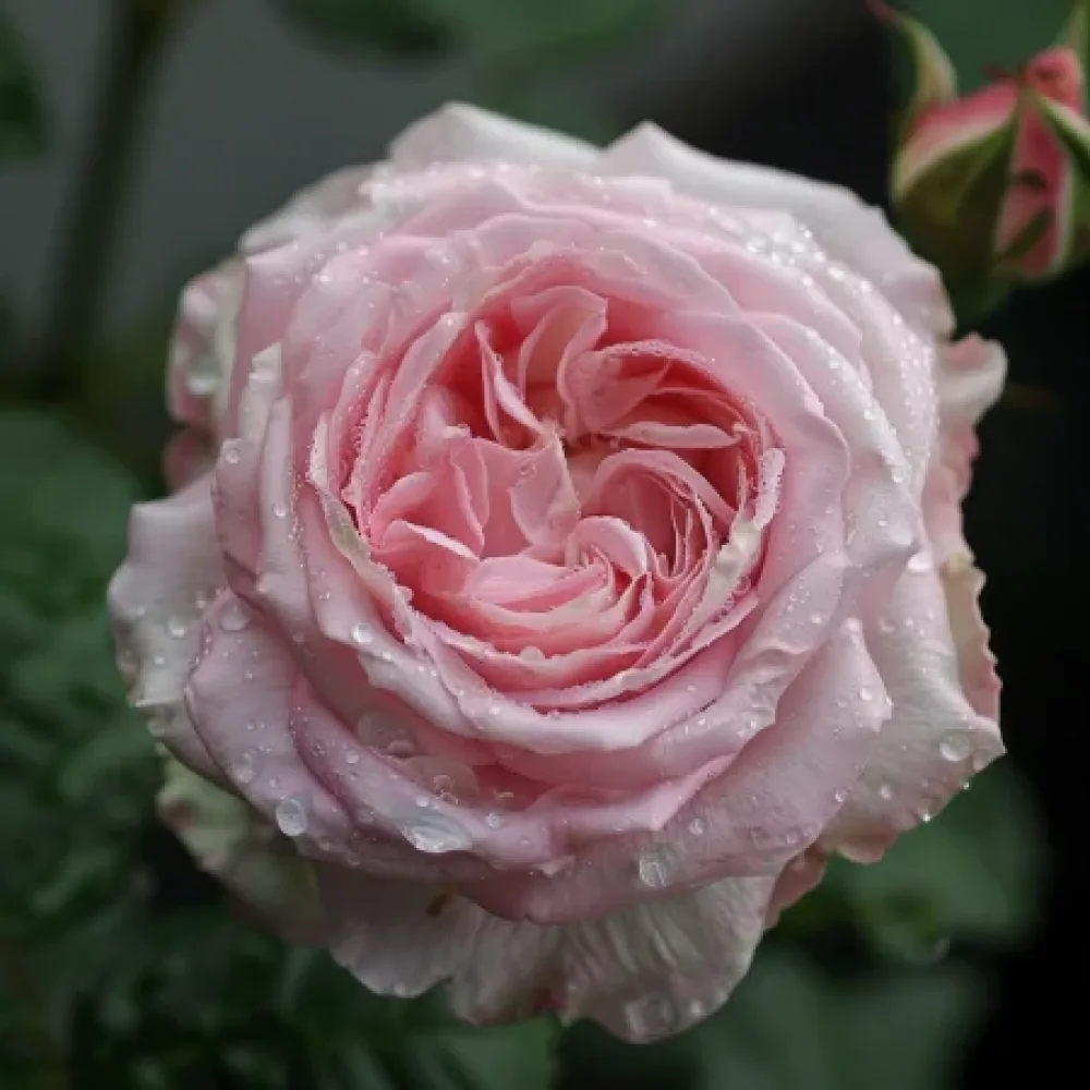 Vrtnica Lightflora - z golimi koreninami