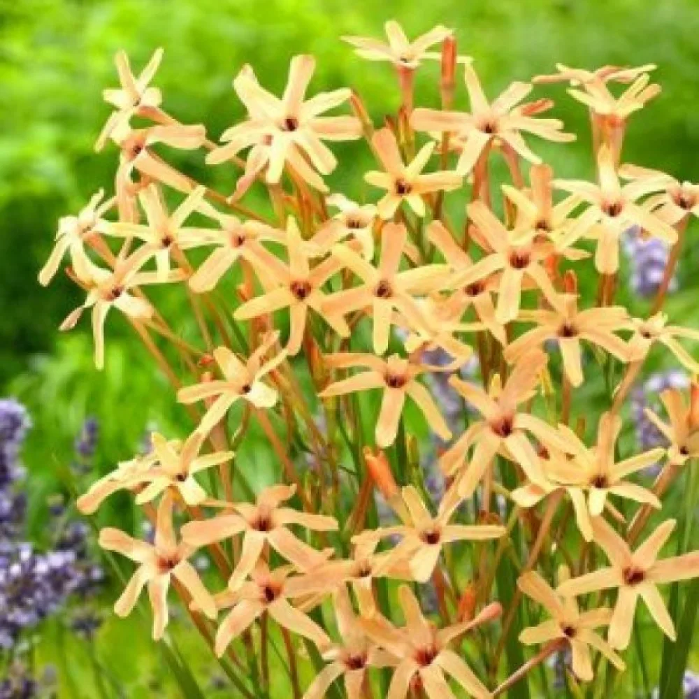 Iksija Paniculata Eos