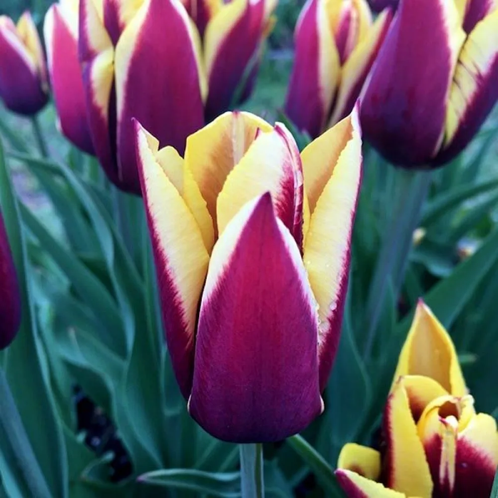 Tulipan Gavota (vijolični)