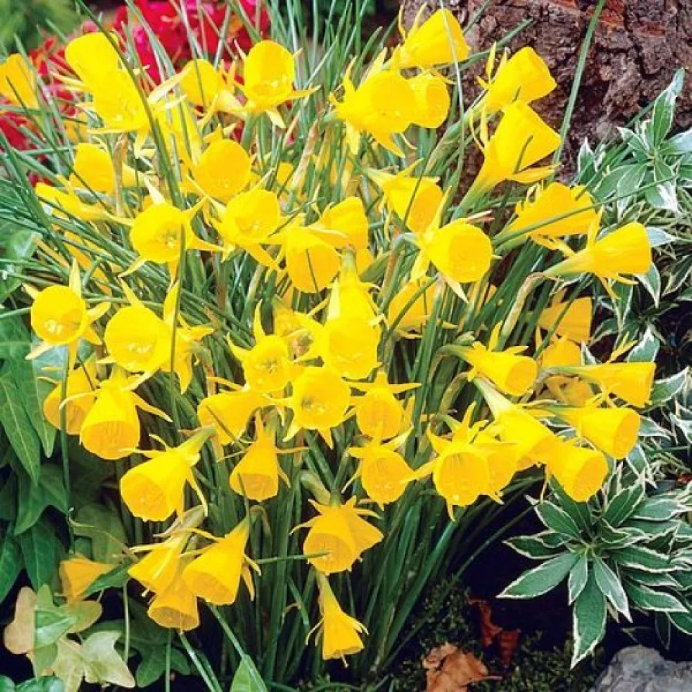 Narcisa Golden Bells bulbocodium