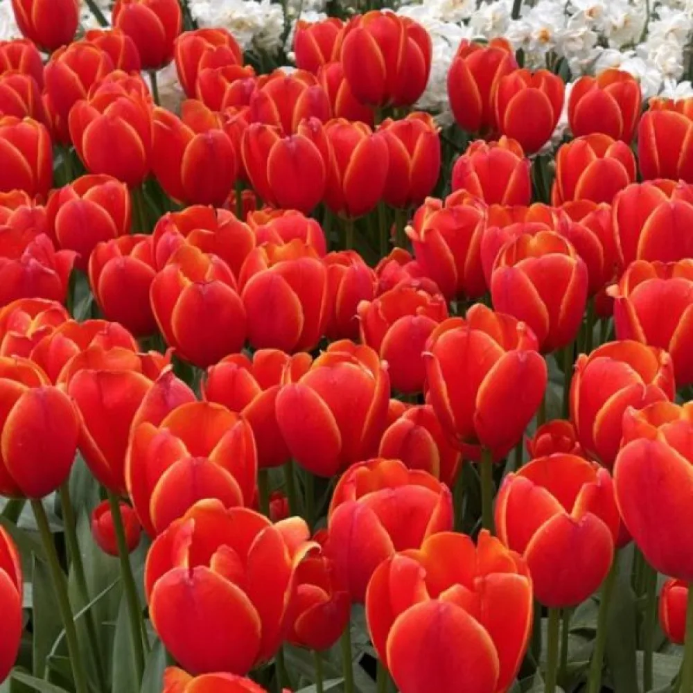 Tulipan Worlds Favourite