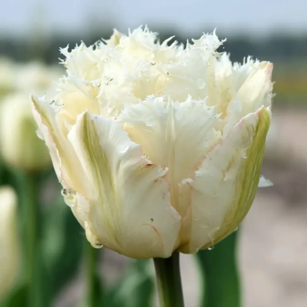 Tulipan Noordeinde (kremni)