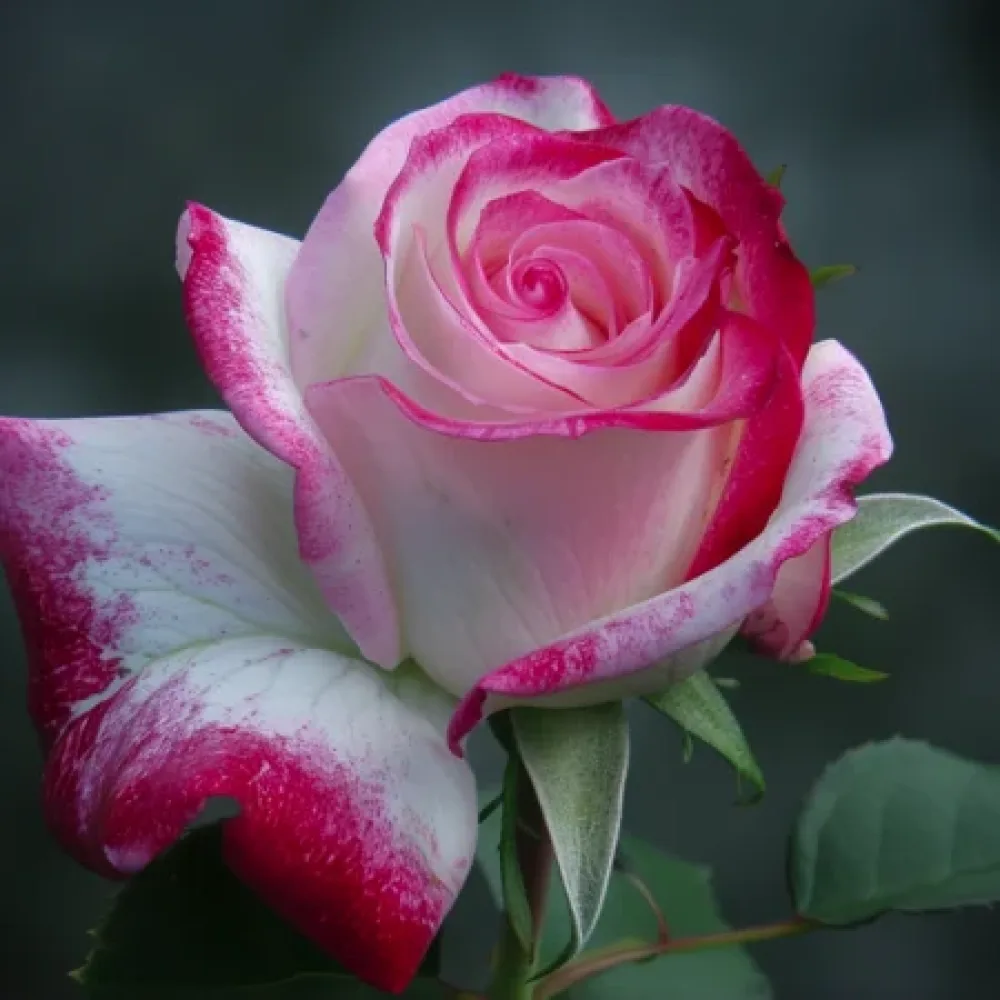 Vrtnica Heavens Flower – z golimi koreninami