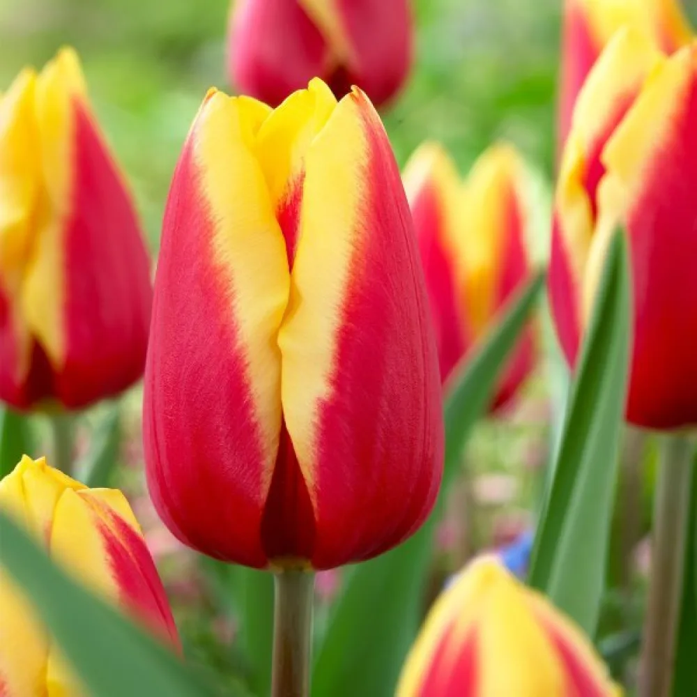 Tulipan JAN SEIGNETTE (rdeči)
