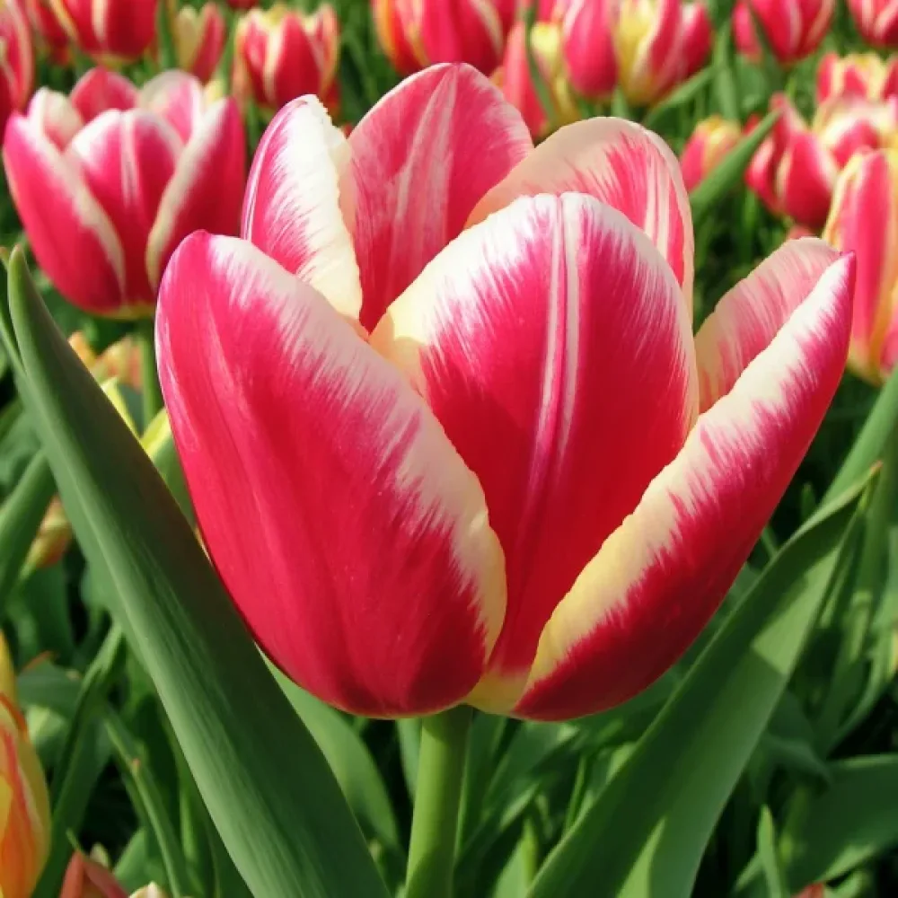 Tulipan One Love (rožnati)