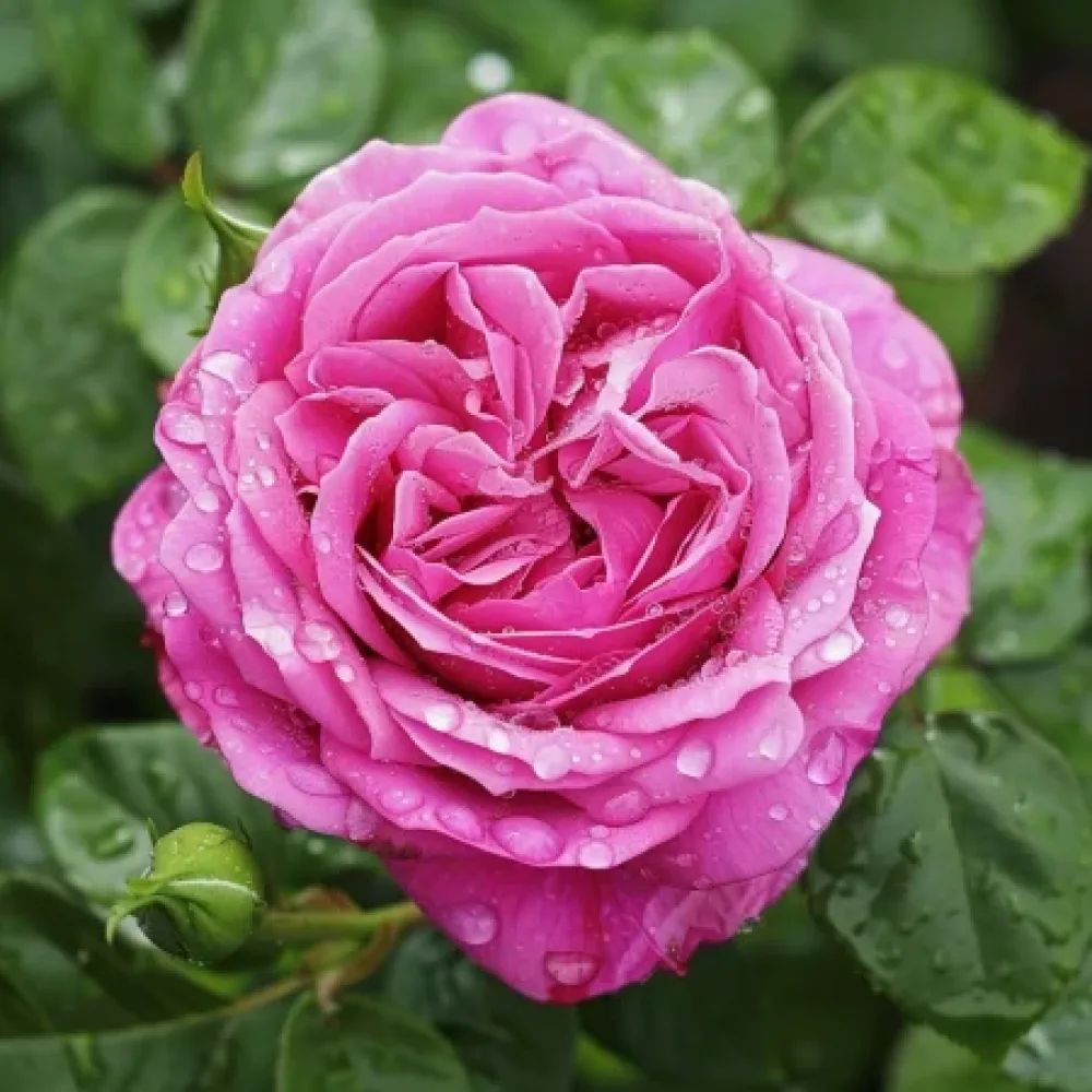 Vrtnica Pink Heart – z golimi koreninami