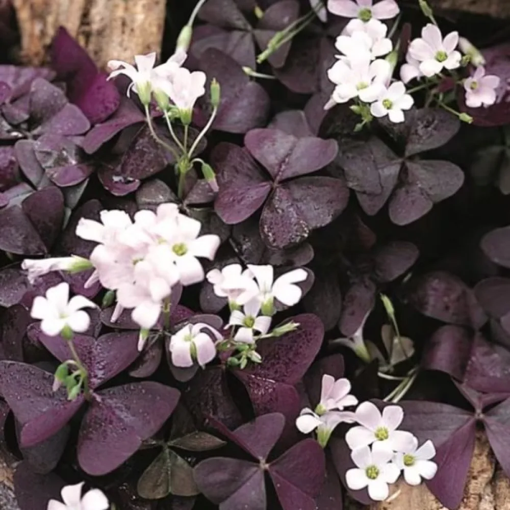Oksalis Triangularis (roza)