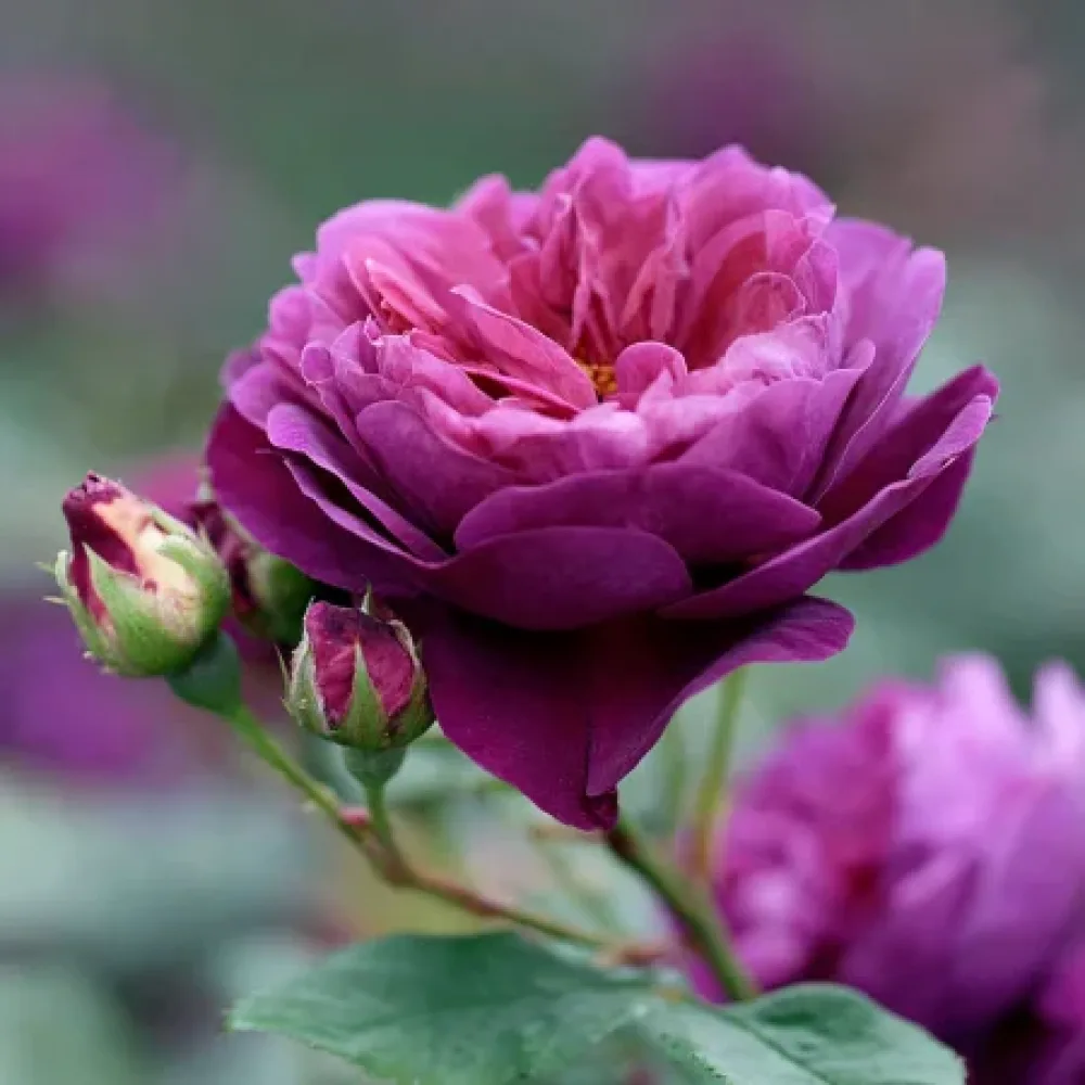 Vrtnica Purple Harmony - z golimi koreninami