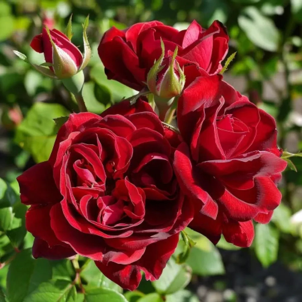 Vrtnica Dark Red Fairytale – z golimi koreninami