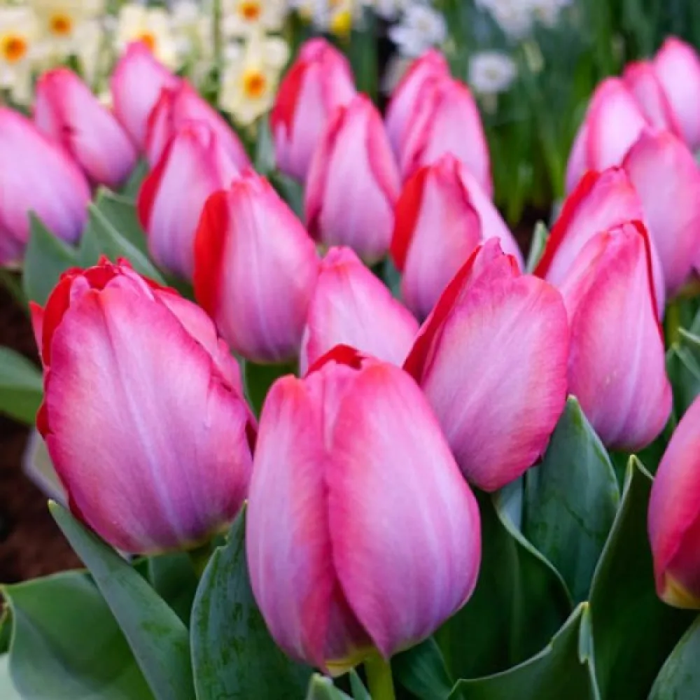 Tulipan Pink Sound