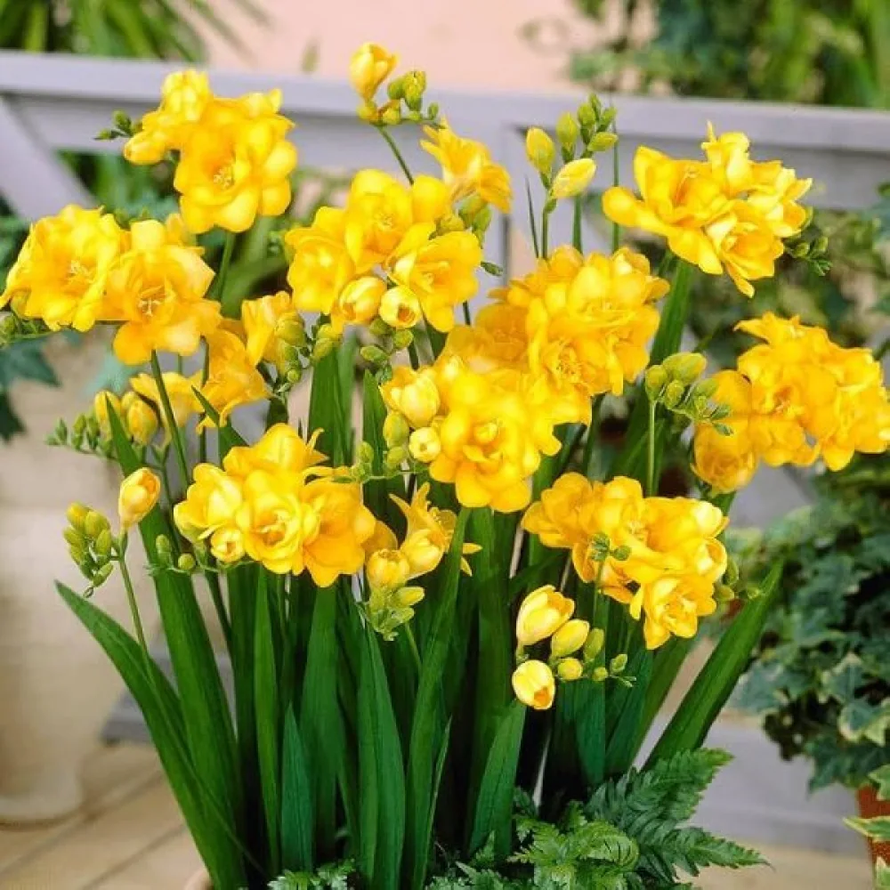 Frezija Double yellow (rumena)