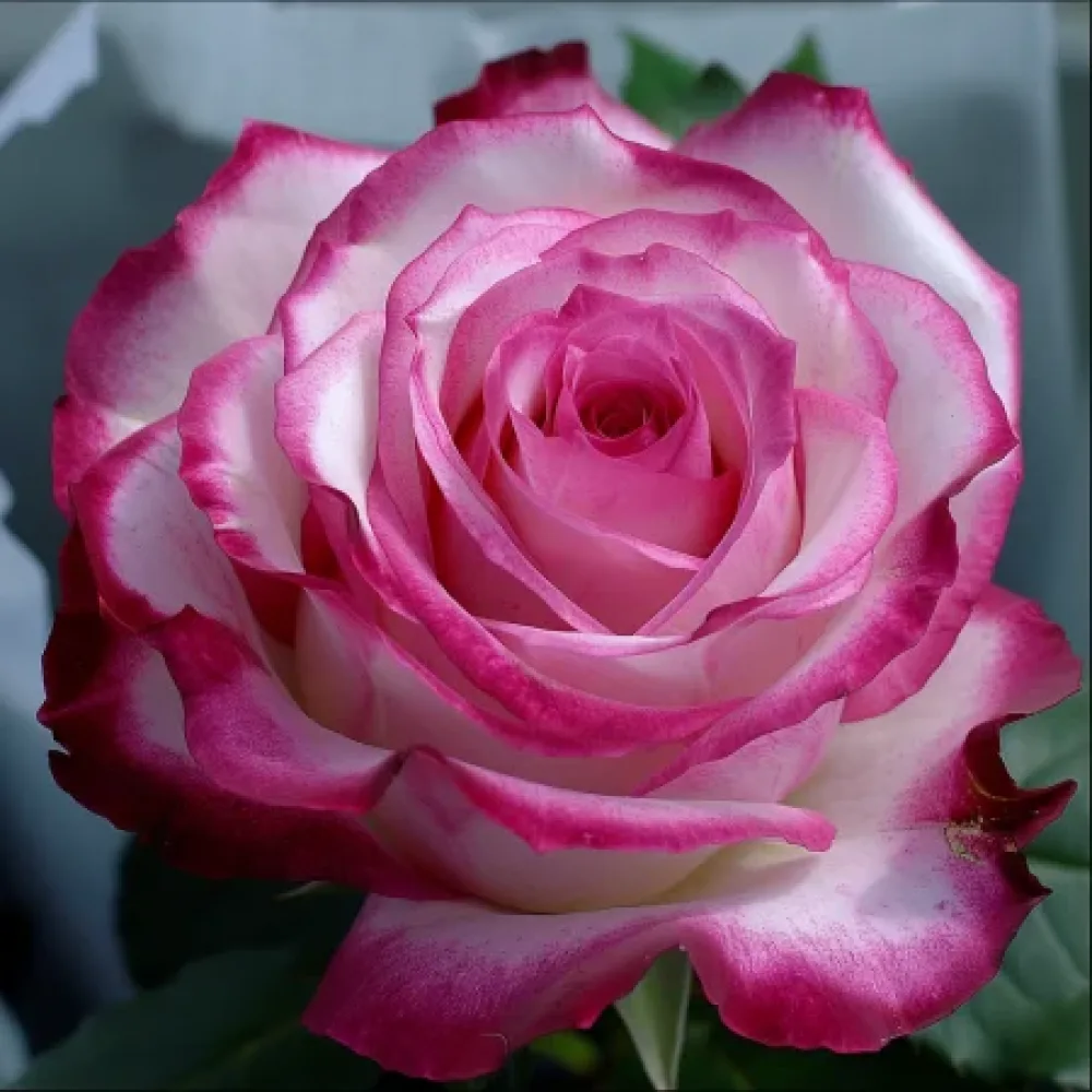 Vrtnica Heavens Flower – z golimi koreninami