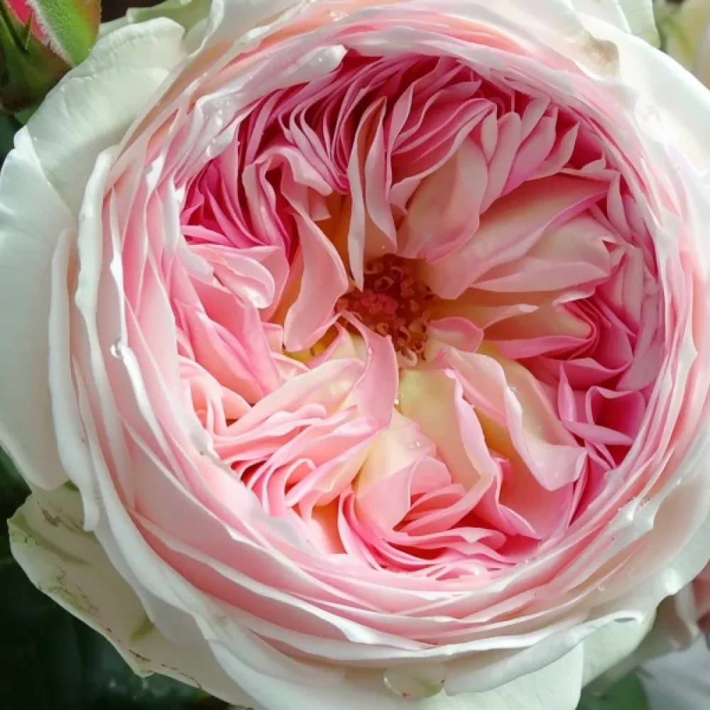 Vrtnica Pink Melody