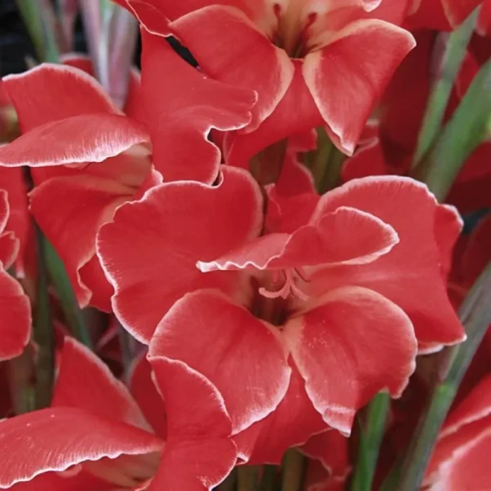 Gladiola Atom (kremna)