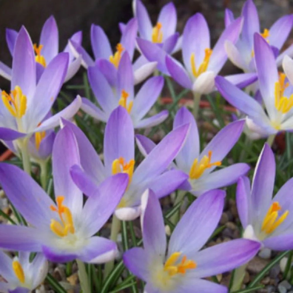 Krokus Lilac Beauty Tommasinianus (lila)