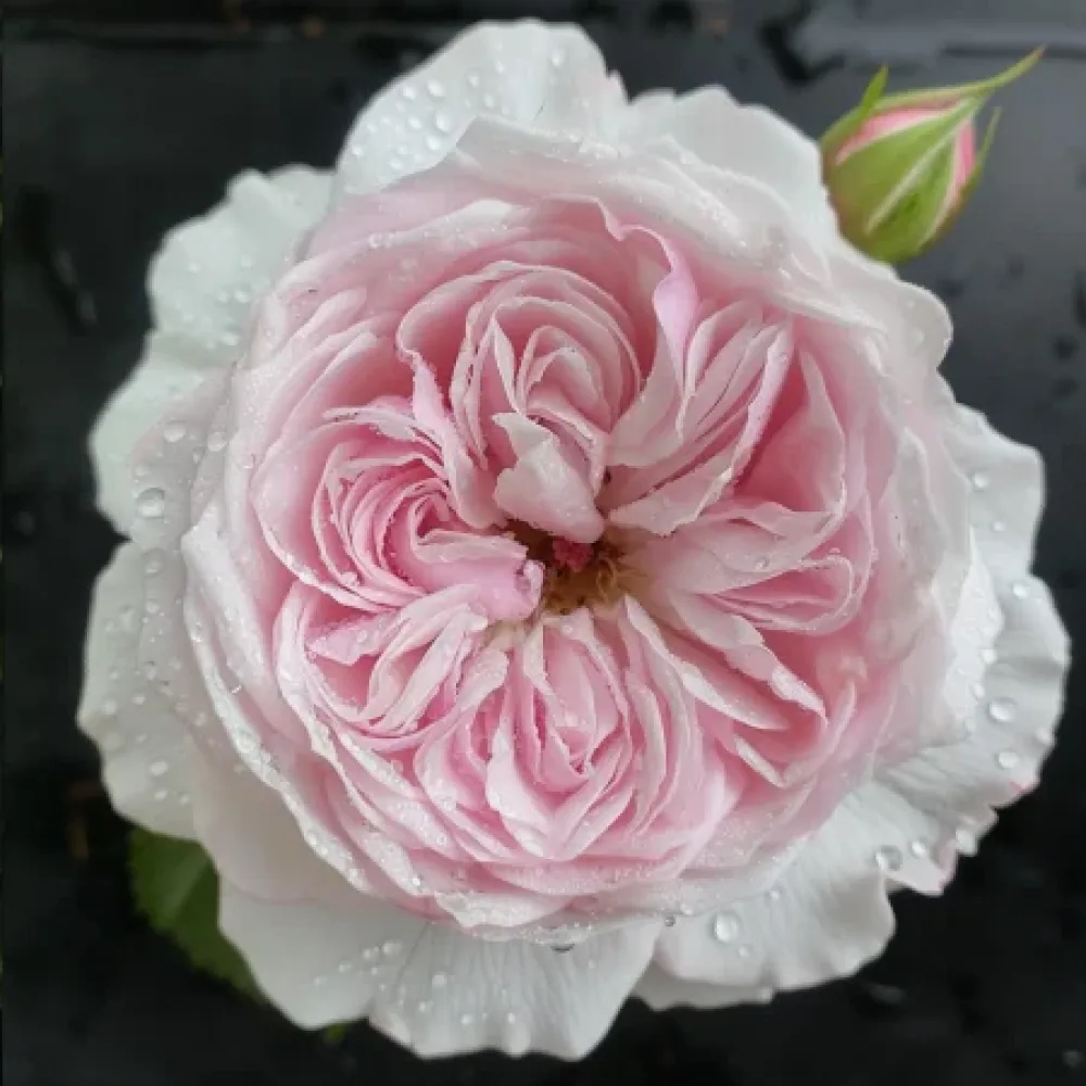 Vrtnica Silver Pink Glow – z golimi koreninami