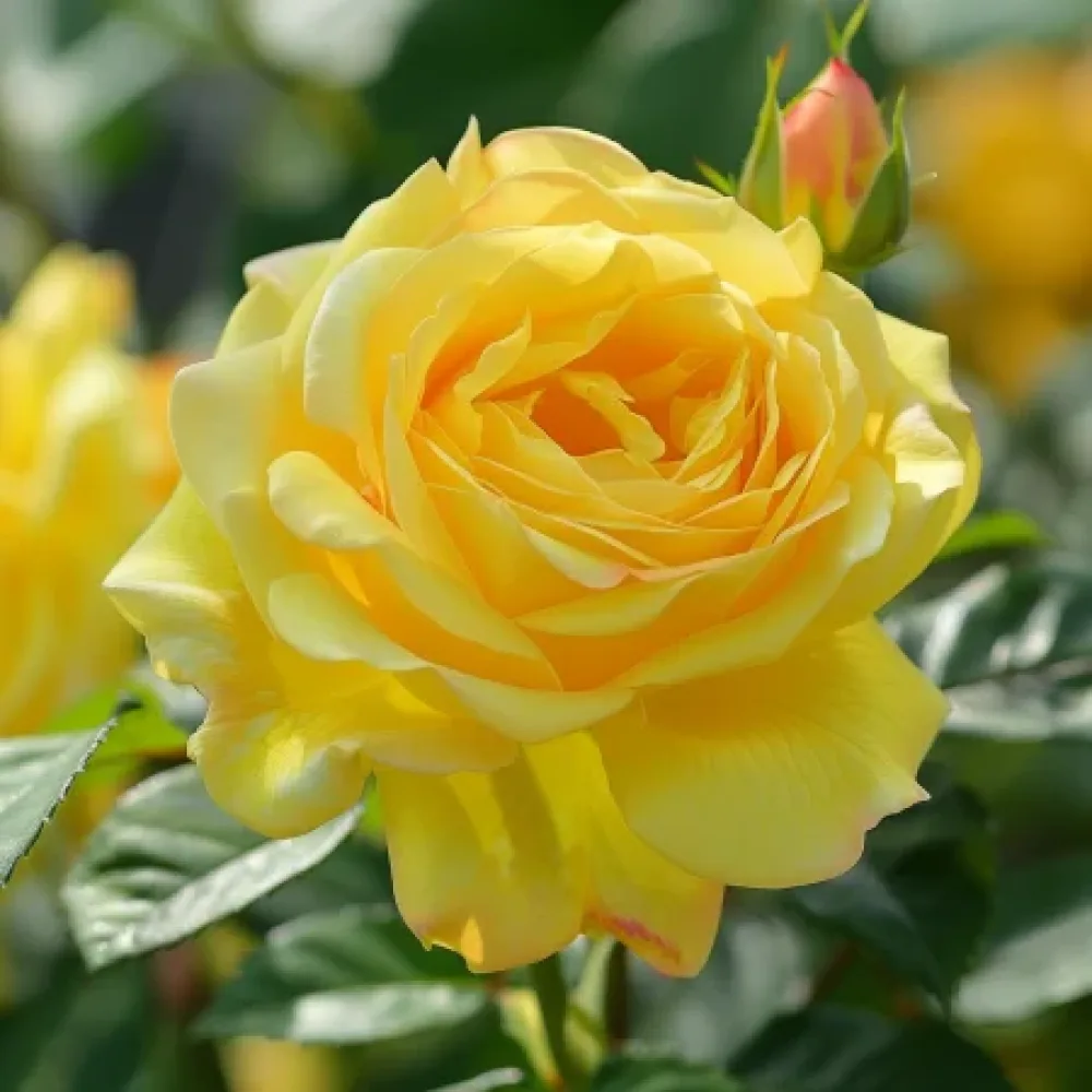 Vrtnica Citrus Harmony - z golimi koreninami