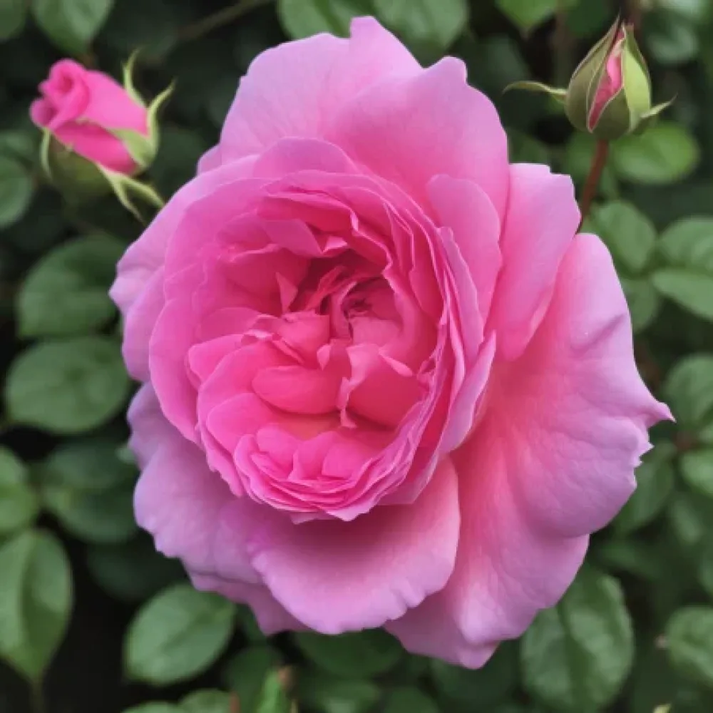 Vrtnica Lavender Embrace - z golimi koreninami