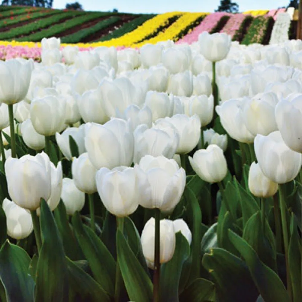 Tulipan Antarctica (beli)