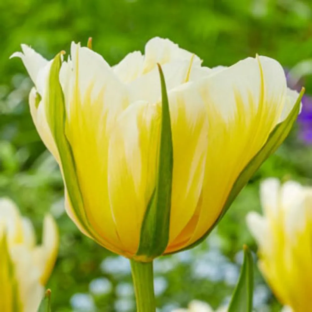 Tulipan Sweet Valley