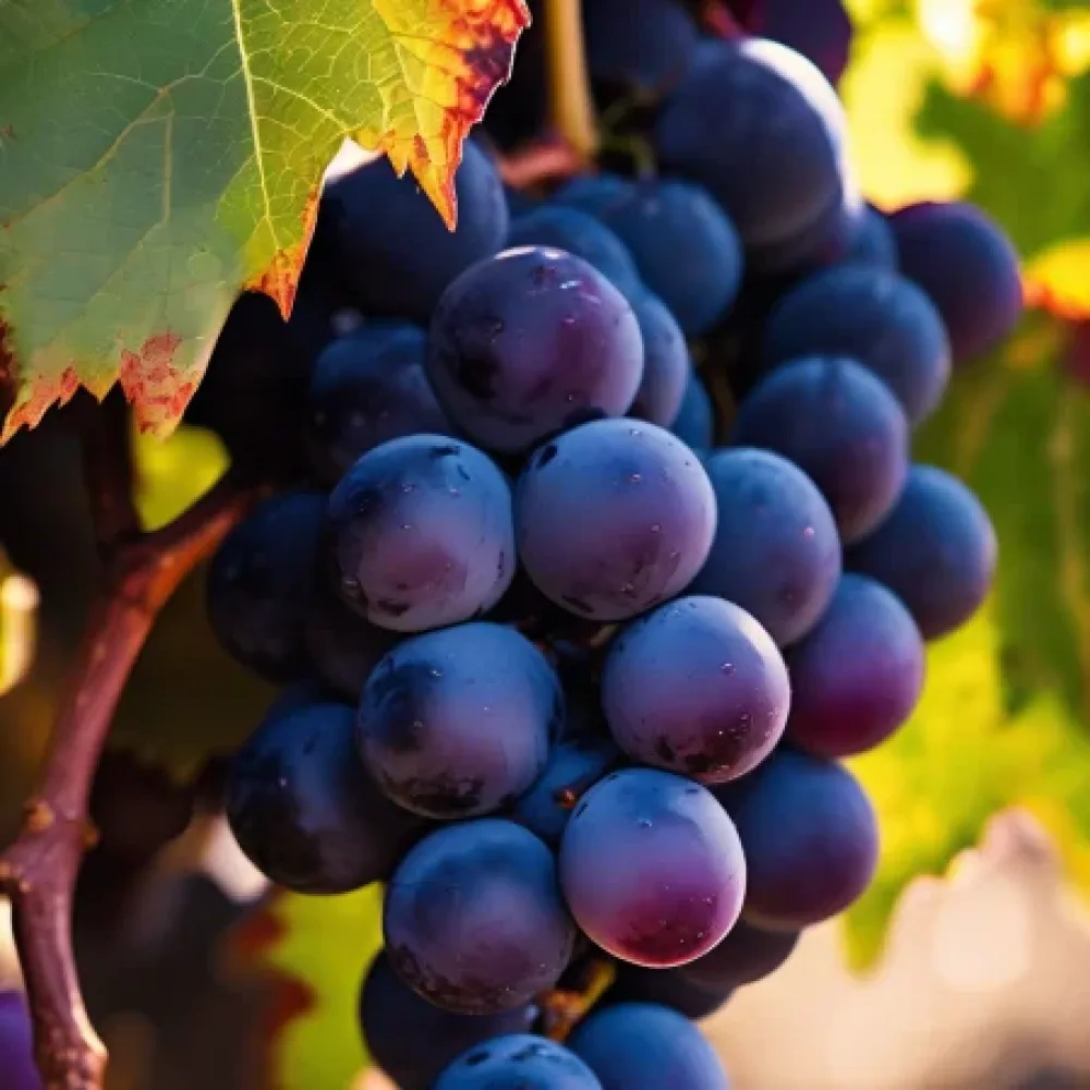 Vinska trta sorte Cabernet Sauvignon - zgodaj zoreča