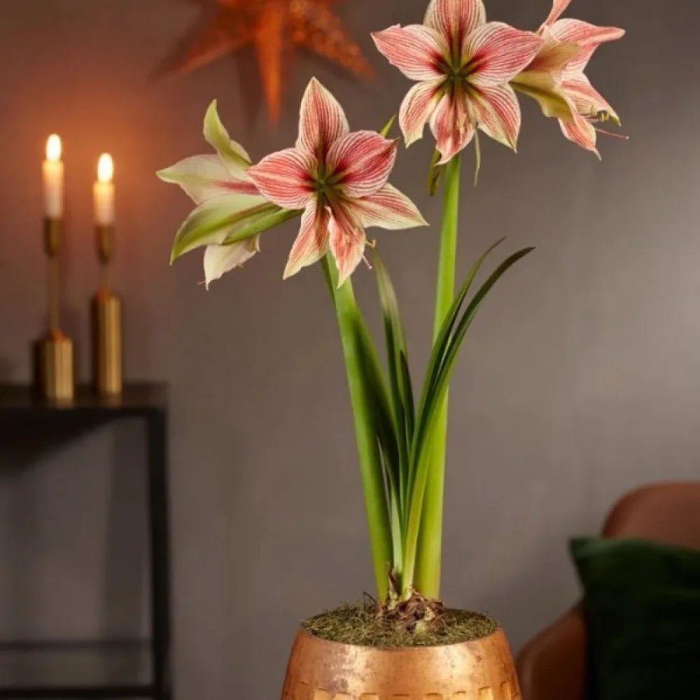 Amarilis Exotic star