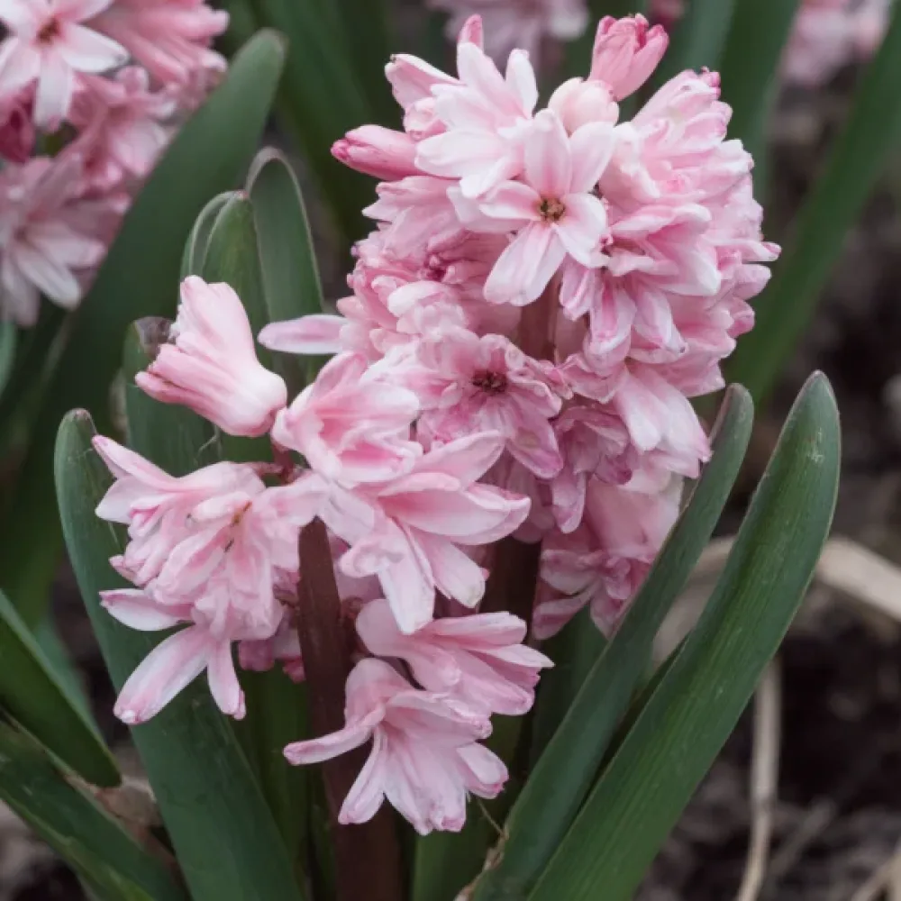 Hijacinta Spring Beauty