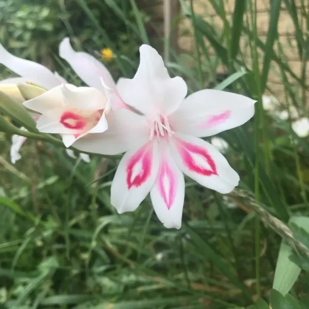 Gladiola Nymph (rožnata)
