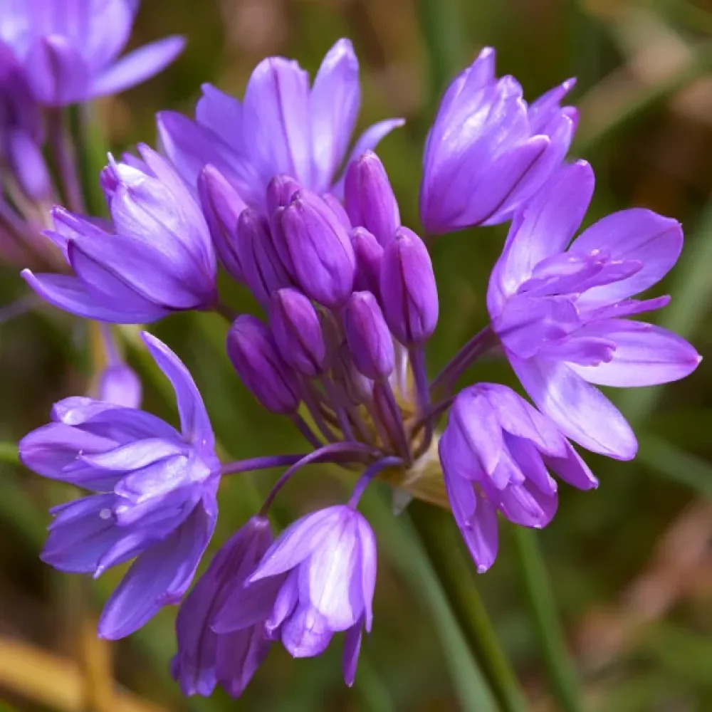 Dihelostema Congestum