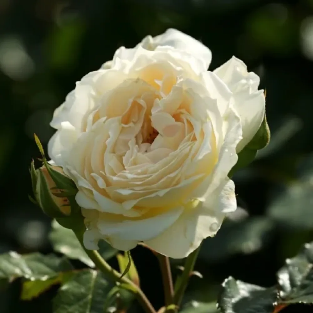 Vrtnica Vanilla Dream – z golimi koreninami
