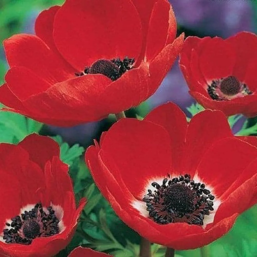 Vetrnica Coronaria Hollandia (rdeča)