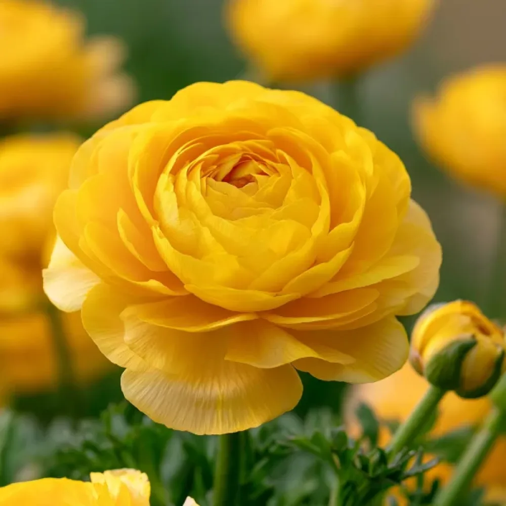 Ranunkula Yellow Tomer (rumena)