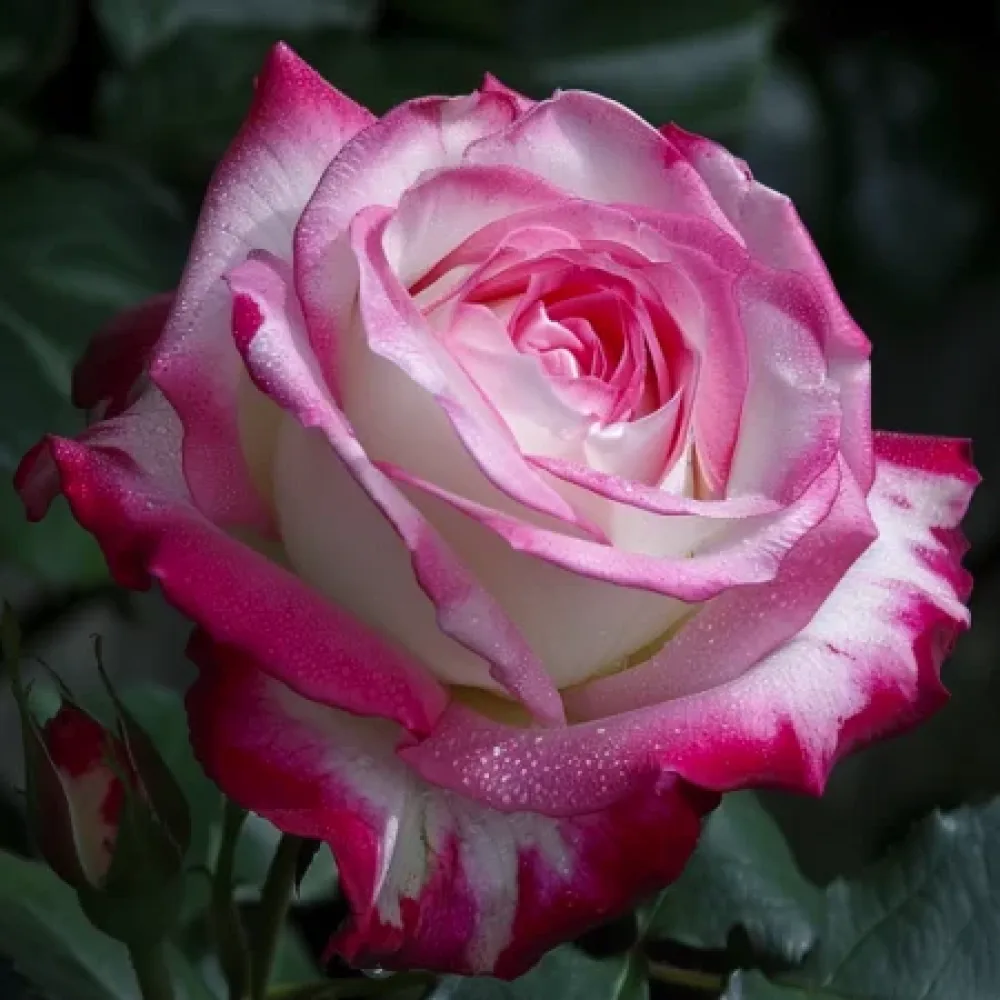 Vrtnica Heavens Flower – z golimi koreninami