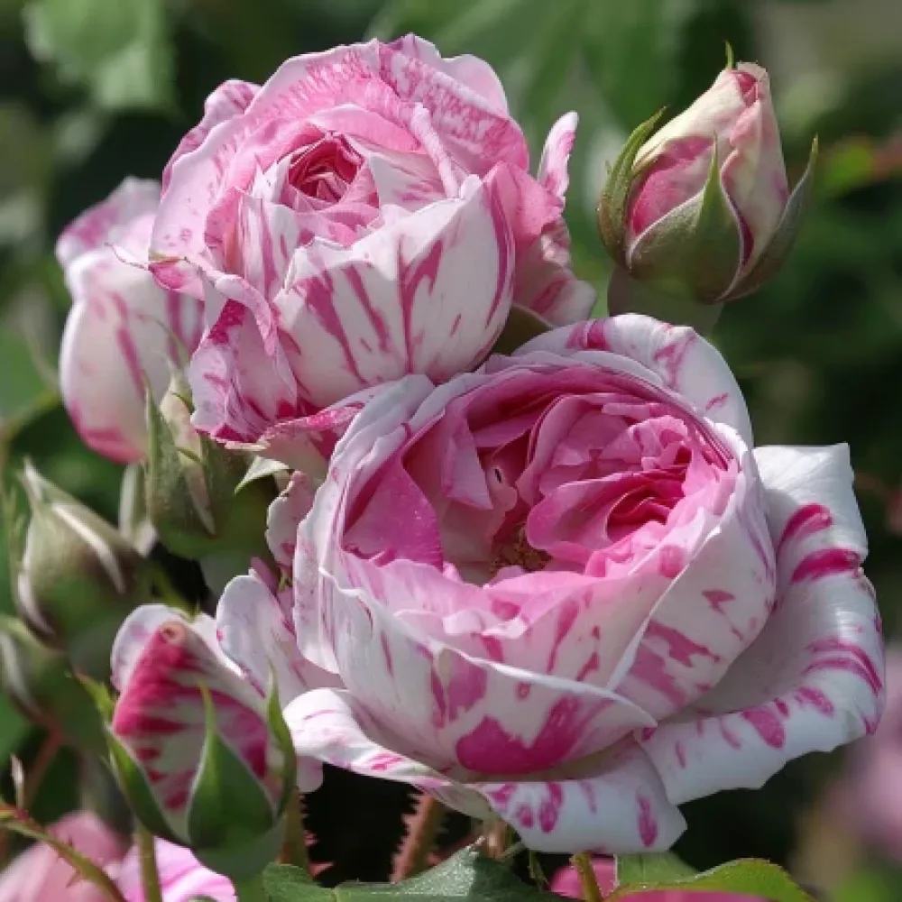 Vrtnica Floral Whirl - z golimi koreninami