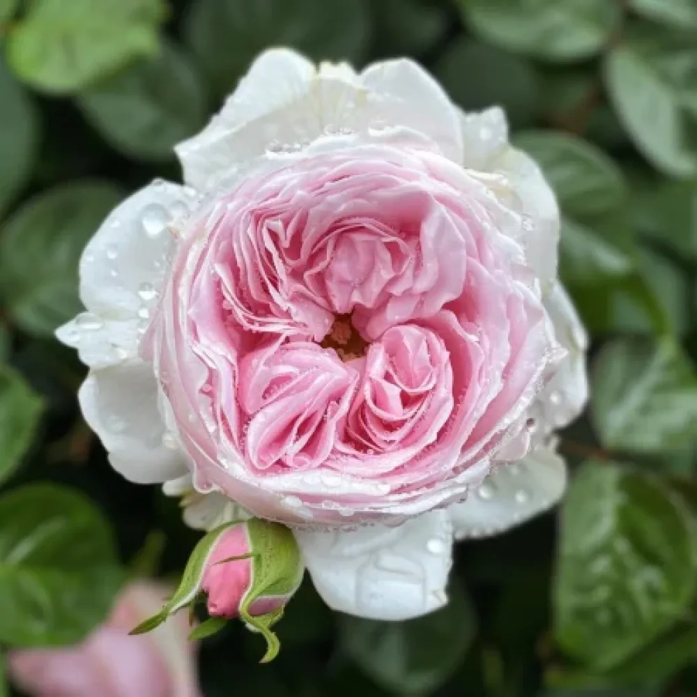Vrtnica Silver Pink Glow – z golimi koreninami