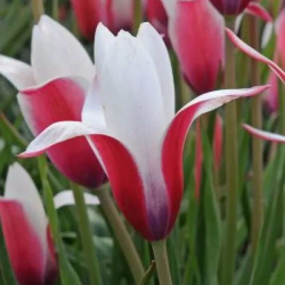 Tulipan Clusiana Peppermint Stick