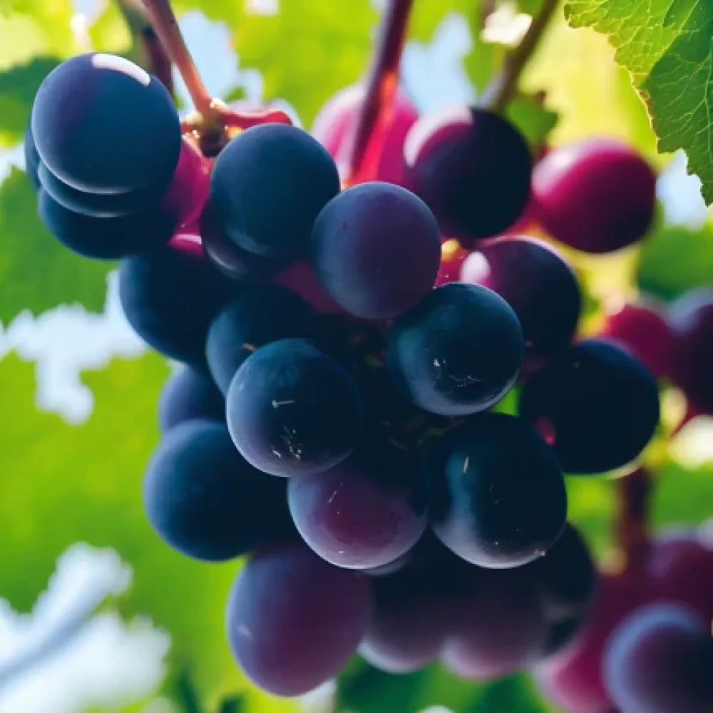Vinska trta Rusenski misket - rdeča namizna sorta grozdja - zgodaj zoreča
