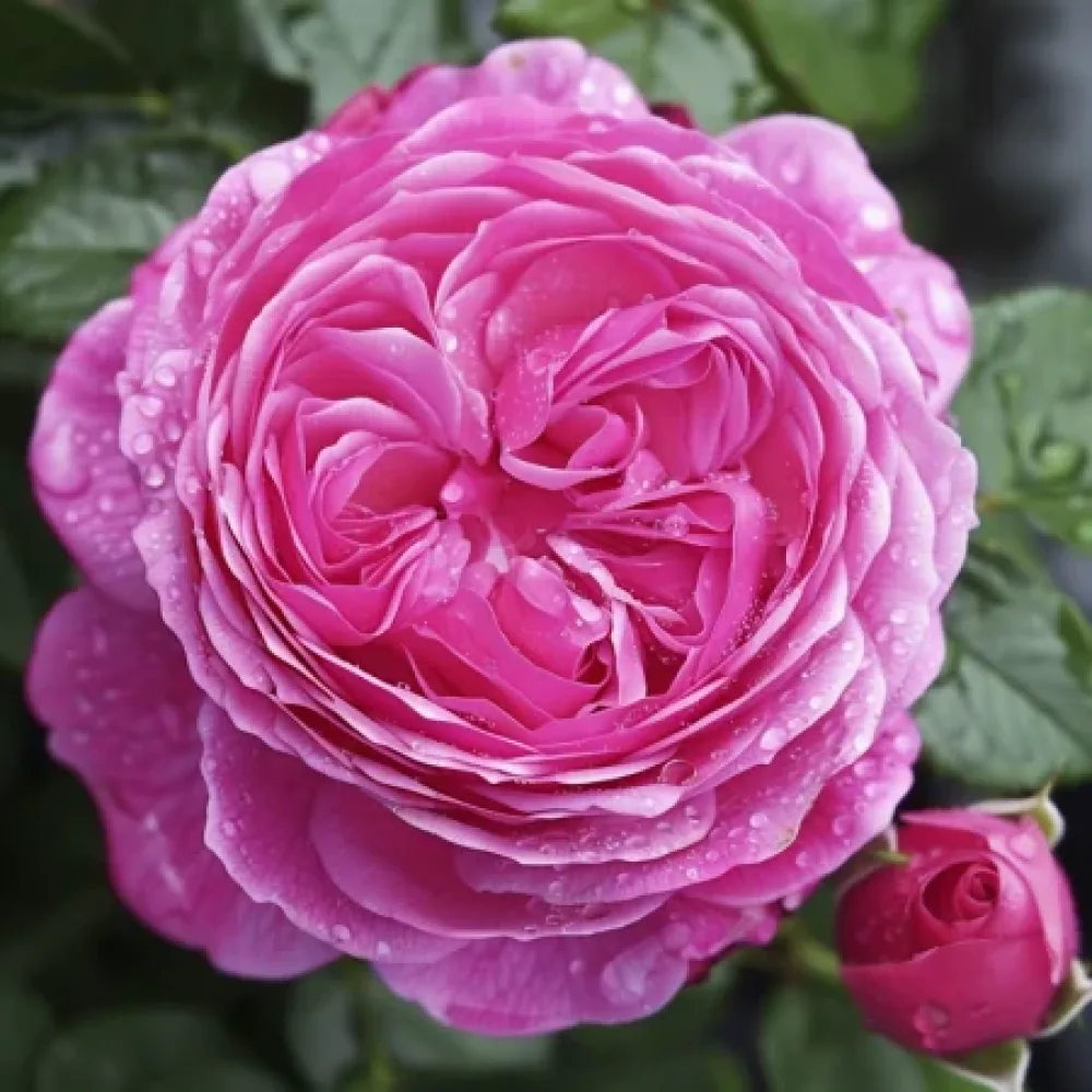 Vrtnica Pink Heart – z golimi koreninami